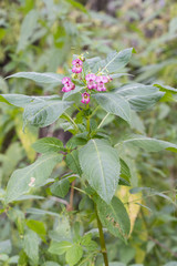 Obraz premium Pink flowers on a plant.