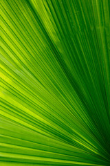 Obraz premium Palm leaf in back lighting. The surface of a leaf of a tropical plant as a natural background for design.