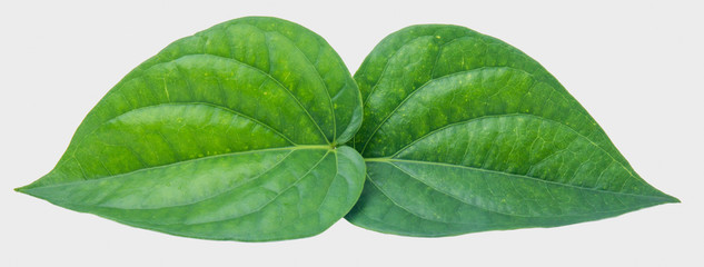 Fototapeta premium Green betel leaf isolated on the gray background with clipping path.