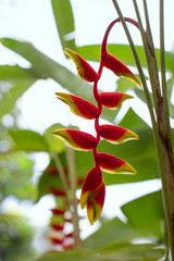 Heliconia Rostrata, Lobster Claw 