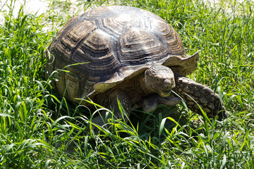 Large land tortoise.Giant tortoise on the grass