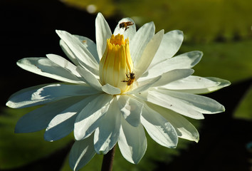 Bees collect pollen in a tropical wild white waterlily with a yellow center.