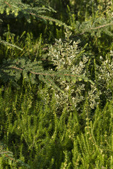 Ornamental little bush bush in heather.
