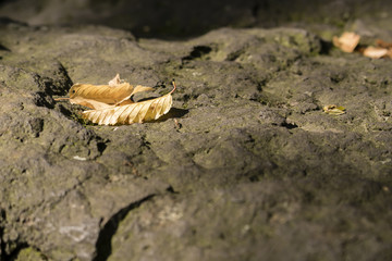 Fallen yellow leaf on stone.