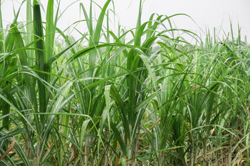 sugarcane field with blue sky in tropical country.