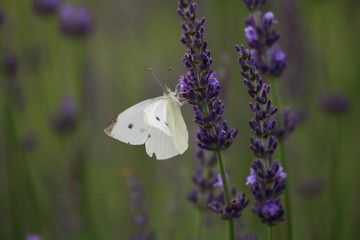 A Cabbage White Butterfly feeds blooming lavender stalks in my herb garden on a summer...