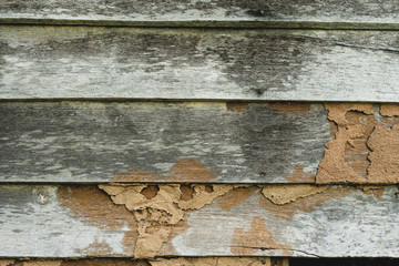 Old wooden wall background and texture in decay condition damaged by termites.