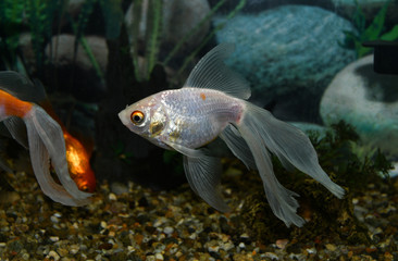 Golden fish (carassius auratus)  swim in a tropical aquarium
