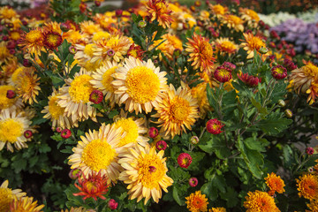 Yellow and red chrysanthemum bush. Autumn garden plants. Bright flowers background. Floral field.