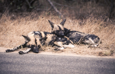 Wild Dog (Licaon pictus), Kruger National Park, Mpumalanga, South Africa
