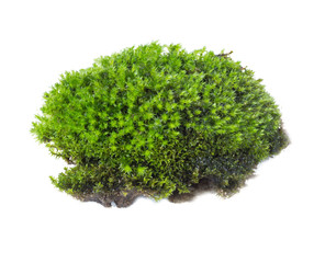 Fototapeta premium Green moss isolated on white background close up.