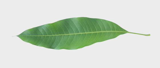 Obraz premium Green leaves of mango isolated on gray background, clipping path.