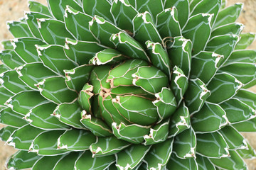 Queen Victoria Century Plant/Royal Agave decorate in the garden desert plant beautiful shape and green leaves background