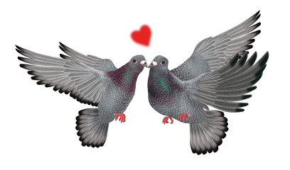  pigeon voyageur, couple, amoureux, amitié, paix, bisou,aile, en vol