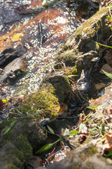 Moss On Tree Roots