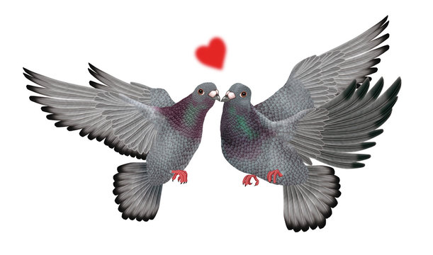  pigeon voyageur, couple, amoureux, amiti&eacute;, paix, bisou,aile, en vol