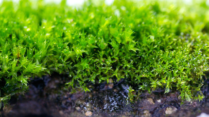 Green moss isolated on white background close up.