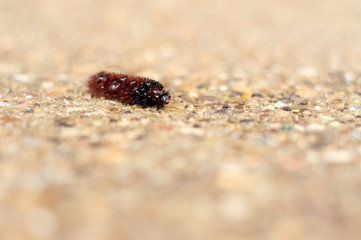 Caterpillar