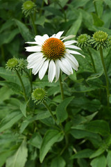 White coneflower