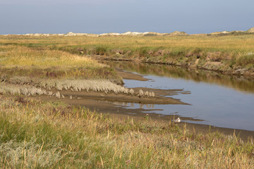 Salzwiesen