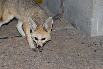 Fennec fox