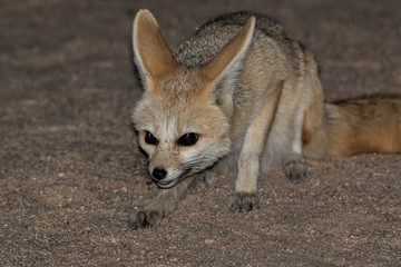 Fennec fox