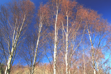 Silver birch against blue sky