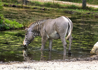 Fototapeta na wymiar Single zebra Equus quagga drinking water. Rear view