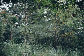 walkway in mysterious forest. color effect dark