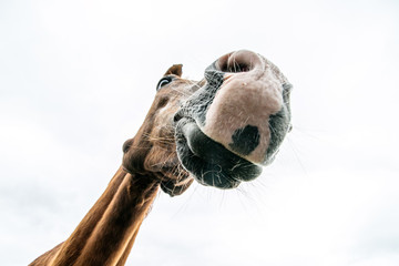 closeup of a head of horse