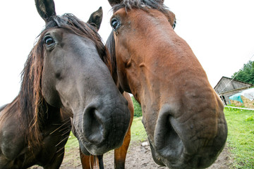 Two horses, wide angle