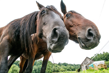 Naklejka premium Wide angle of two horses