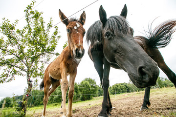 Young horse and mother 