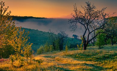 Obraz premium Summer moring among fields