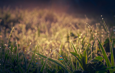 Obraz premium Morning nature in sunlight and dew