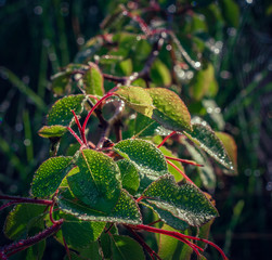 Morning nature in sunlight and dew