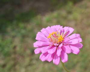 Large pink Zinnia flower outside on a sunny day with a green grass background