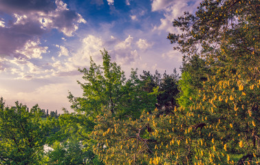 Summer moring among fields