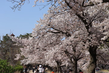 桜