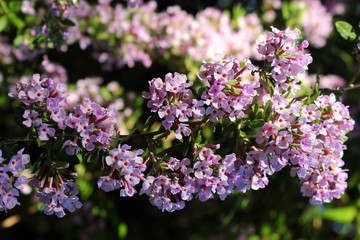 Flowers of alternate-leaved butterfly-bush (Buddleja alternifolia)