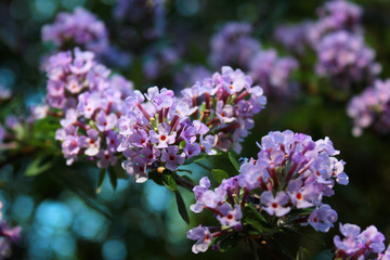 Flowers of alternate-leaved butterfly-bush (Buddleja alternifolia)