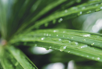 Macro water drop on lady palm background