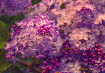 Summer flowers bloomming