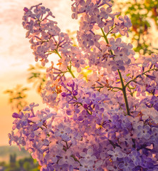 Summer flowers bloomming