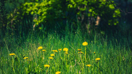Summer flowers bloomming
