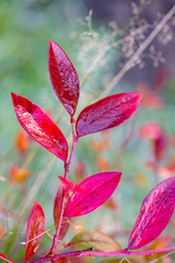 frozen autumn leaves