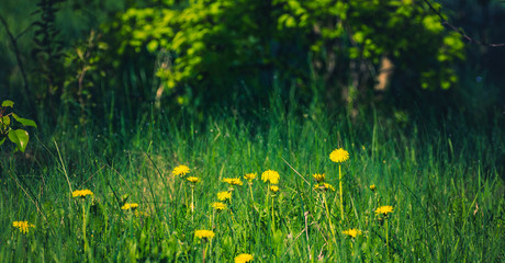 Summer flowers bloomming