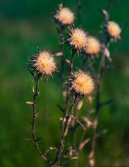Summer flowers bloomming