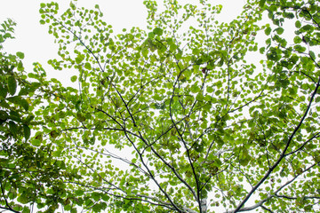 sunlight through green tree crown - low angle view.