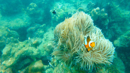 The orange clownfish also known as  clown anemonefish stay infront of green anemone. - obrazy, fototapety, plakaty